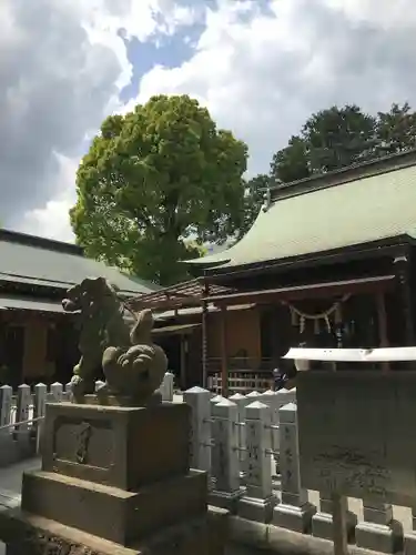 星川杉山神社の狛犬