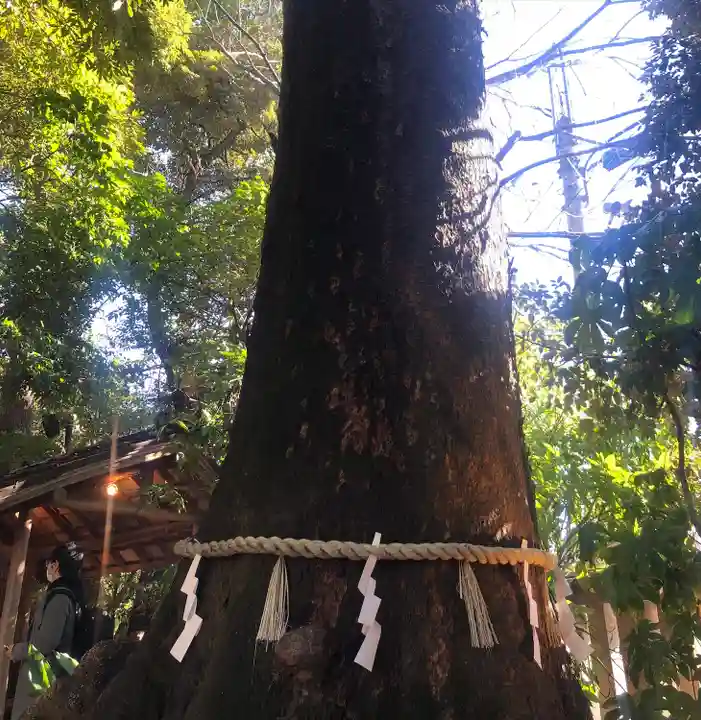 川越氷川神社(埼玉県)