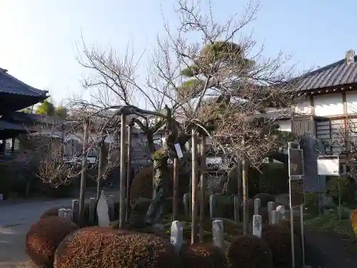 金剛寺の庭園