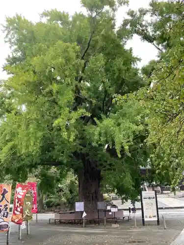 時宗総本山 遊行寺（正式：清浄光寺）(神奈川県)