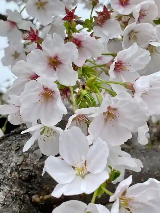 實相寺(実相寺) (京都府)