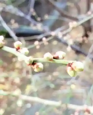 成子天神社(東京都)