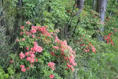 多賀神社の自然