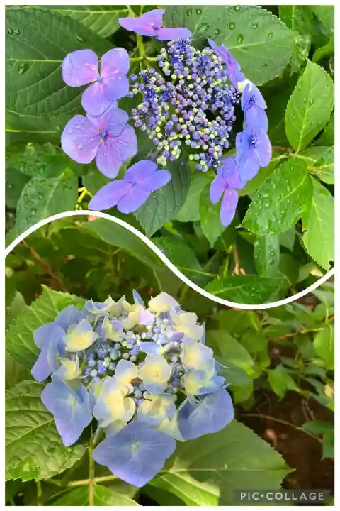 本土寺(千葉県)