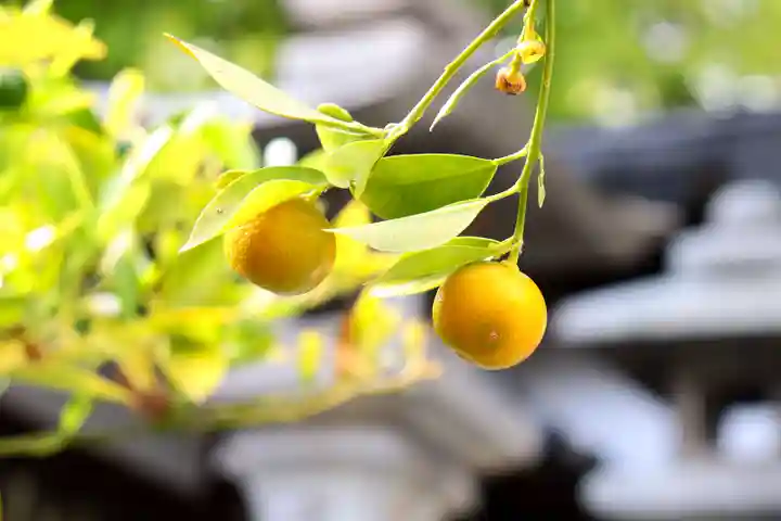 三津厳島神社の自然