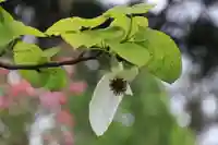開成山大神宮の自然