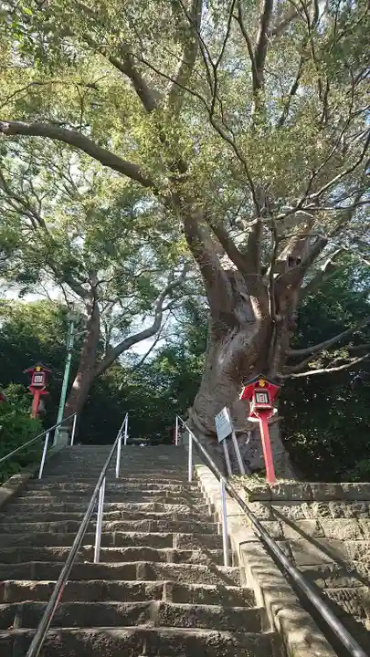 常陸第三宮 吉田神社の自然