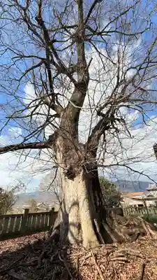 大宮神社(徳島県)