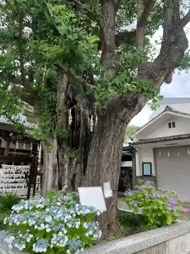 飛木稲荷神社(東京都)