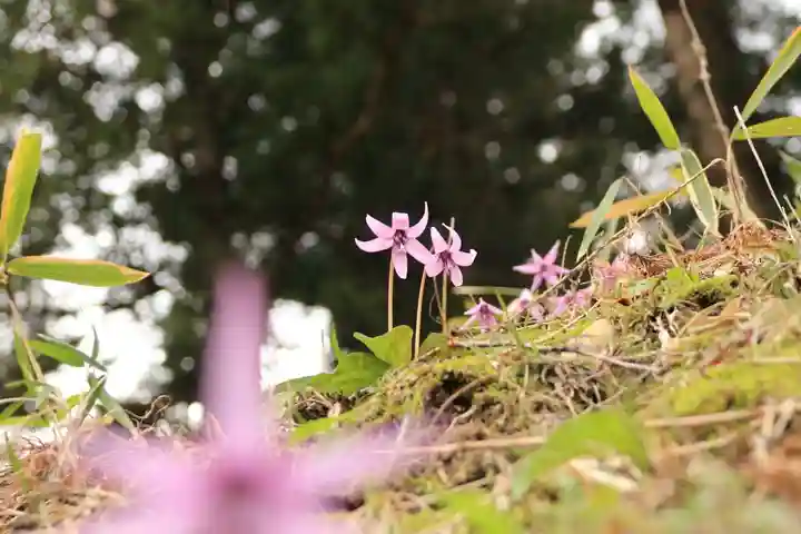 田村神社の自然