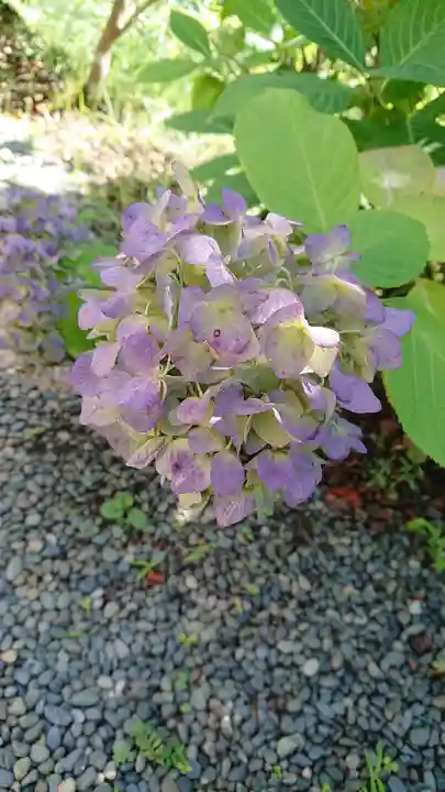 常陸国出雲大社の自然