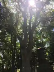 恵庭神社の自然