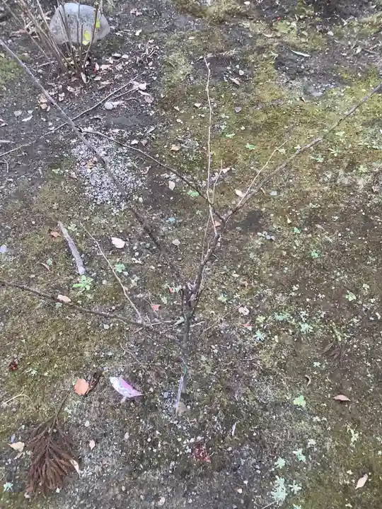 若宮神明社の自然