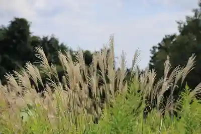 庄野菅原神社の自然