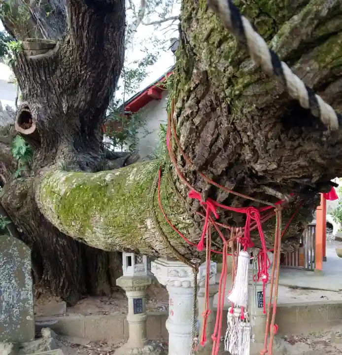 森稲荷大明神の自然