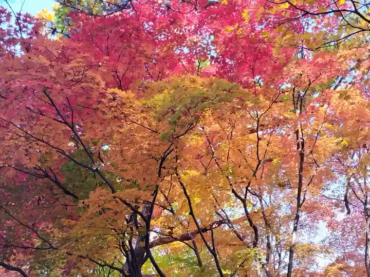 上川神社の自然
