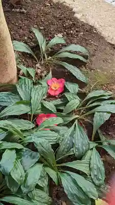 妙蓮寺(京都府)