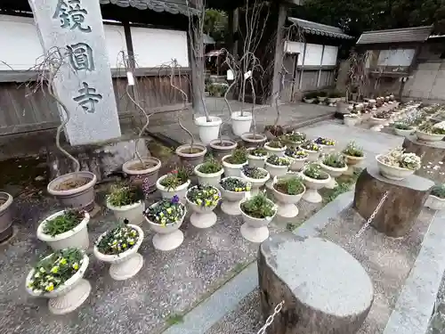 鏡円寺の自然