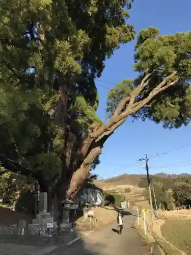 八幡大神社の自然