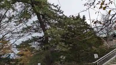 室蘭八幡宮の自然