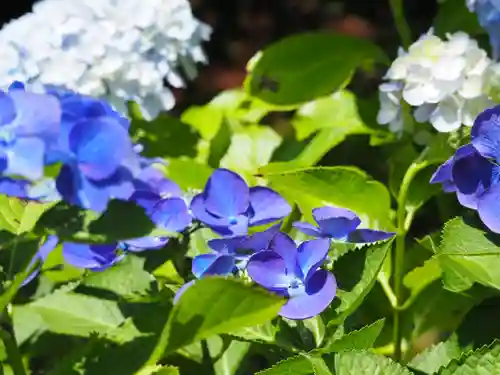 長壽寺（長寿寺）(神奈川県)