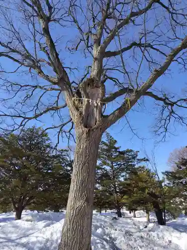 厚別神社の自然