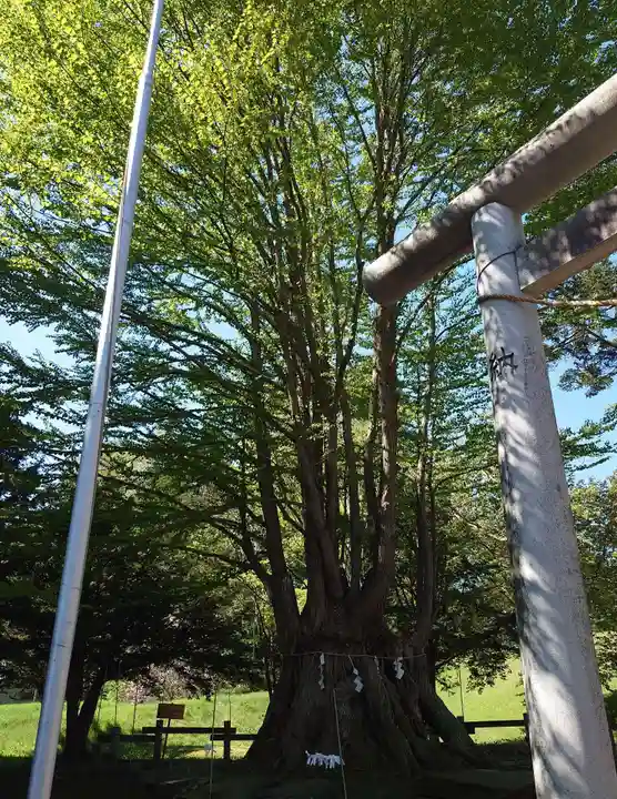 美幌神社の自然