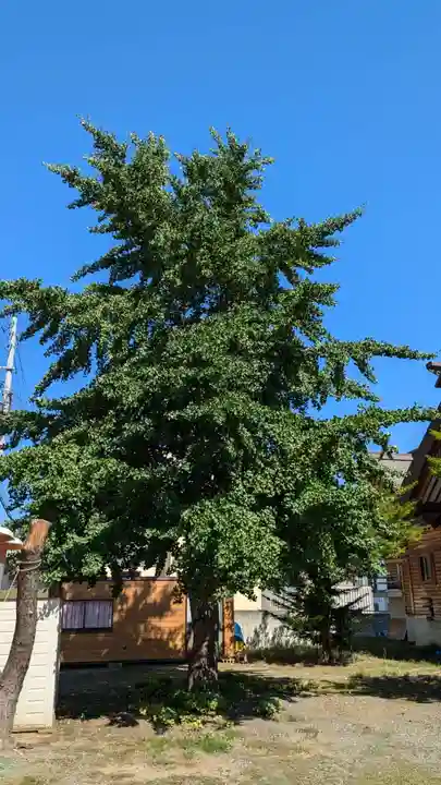 札幌村神社(北海道)