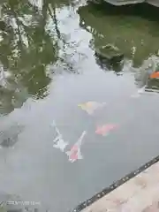 東郷神社の動物