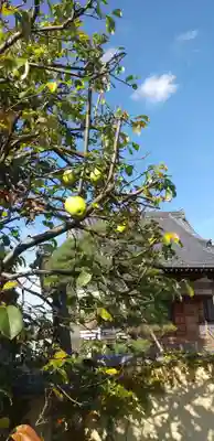 宗念寺(東京都)