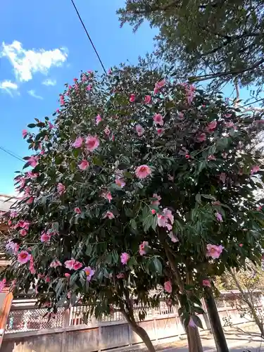 諏訪神社(東京都)