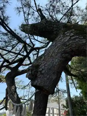 玉村八幡宮(群馬県)