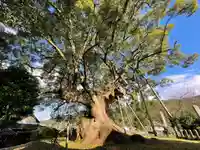 大楠神社(福岡県)