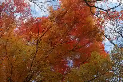 徳善院明王密寺の自然