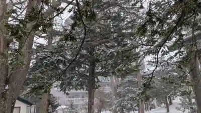 信濃神社の自然