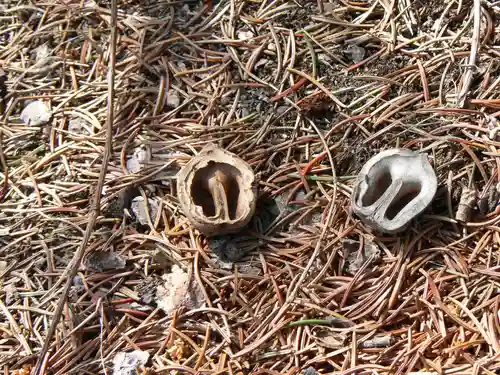 留辺蘂神社の自然