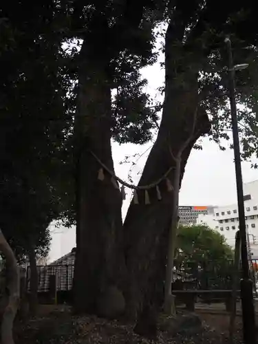 八景天祖神社の自然