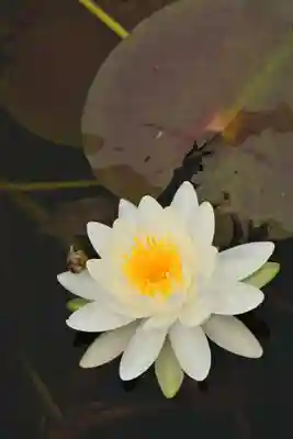 黒澤大師(徳島県)