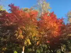 善道寺(北海道)