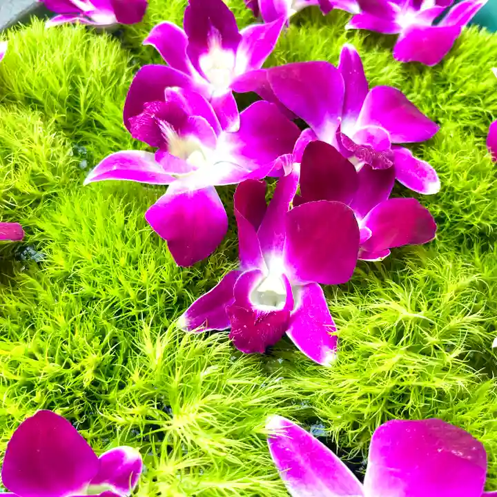 上尾御嶽神社の手水舎