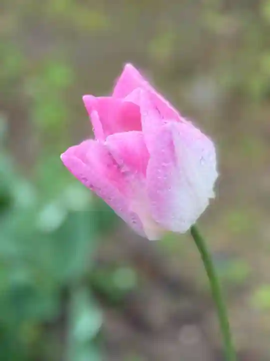 西方山極楽寺(岐阜県)