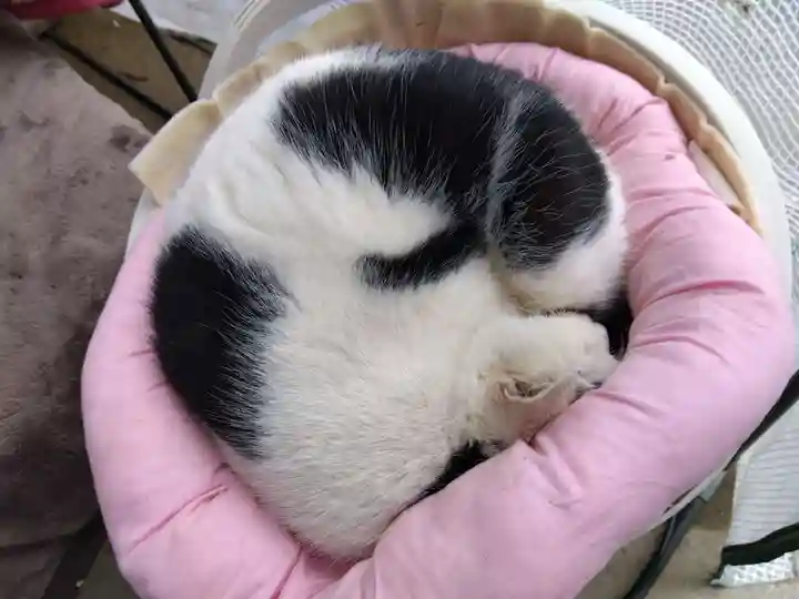 御誕生寺(猫寺)(福井県)