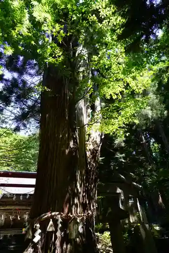 磐椅神社の自然