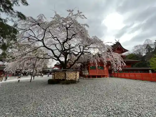 富士山本宮浅間大社の自然