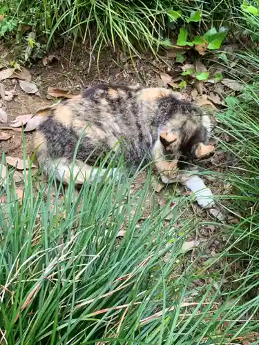 唐澤山神社の動物