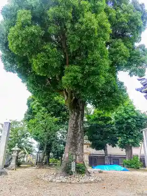 八幡神社の自然