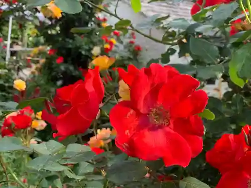 曽我浅間神社の自然