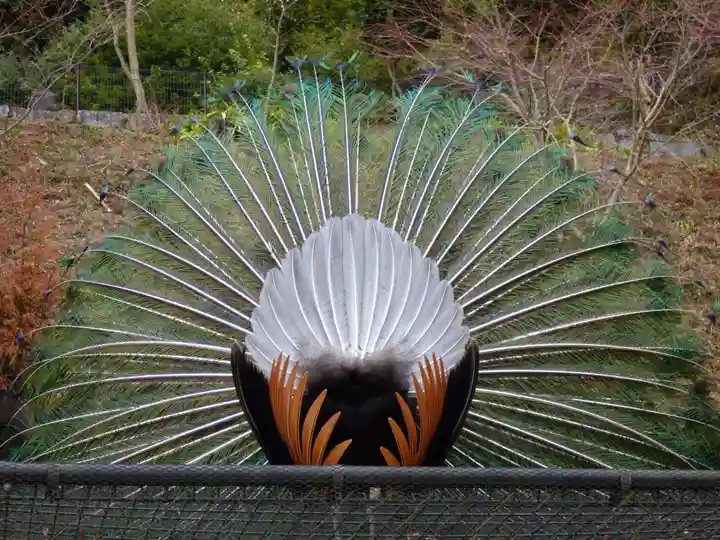 楽法寺(雨引観音)の動物