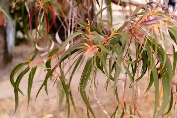 廣島護國神社(広島県)