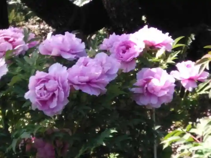 龍華寺(神奈川県)